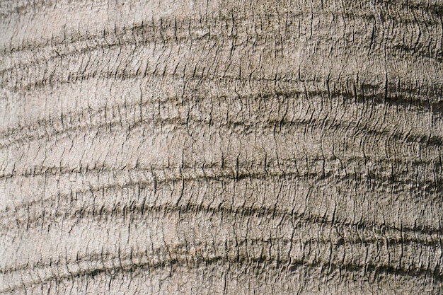 Foto uma textura de tronco de árvore