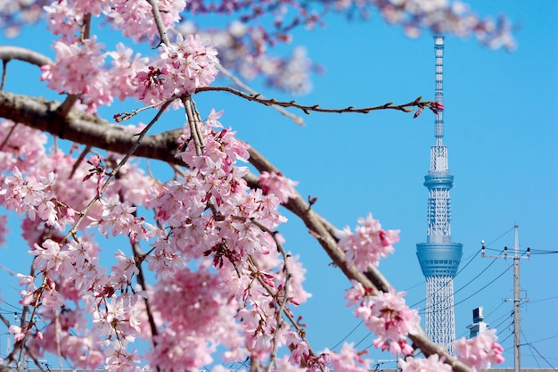 Uma torre da árvore do céu de tokyo com a flor de cerejeira cor-de-rosa de florescência completa sakura no tempo da estação de mola.