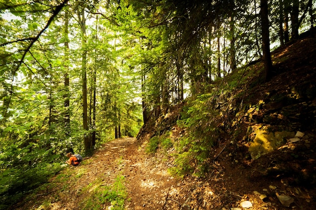 Uma trilha ao longo de uma estrada de terra corta uma densa floresta decídua com árvores expondo suas raízes na área das montanhas dos Cárpatos acima da montanha Kamyanka Synevir passagem Ucrânia