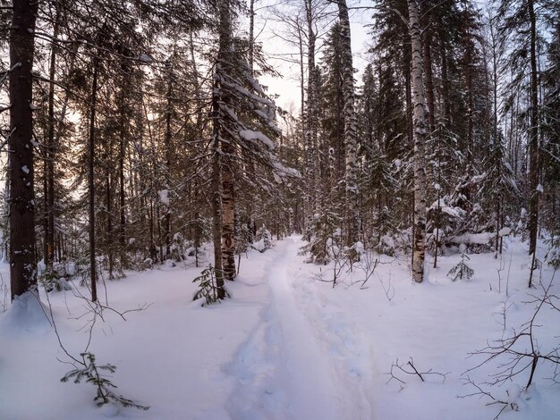 Uma trilha do crepúsculo através de nevascas numa floresta coberta de neve