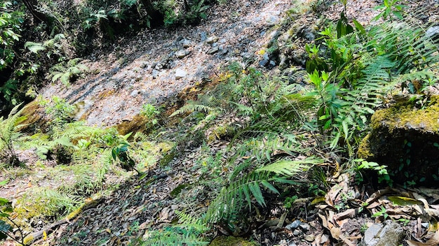 Foto uma trilha na floresta com plantas e pedras