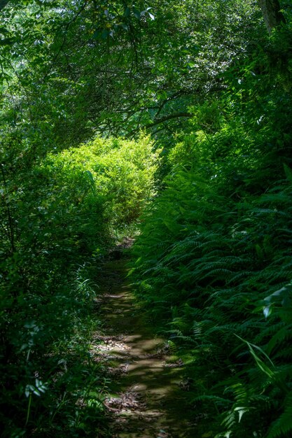 Uma trilha no meio da floresta