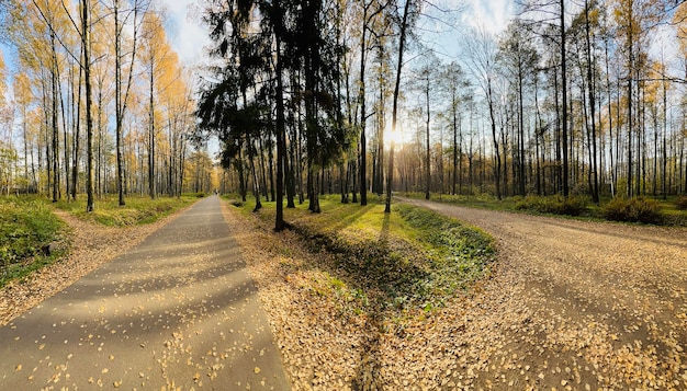 Uma trilha no parque público no outono em árvores de dia ensolarado com folhas douradas panorama de grama verde de um ...