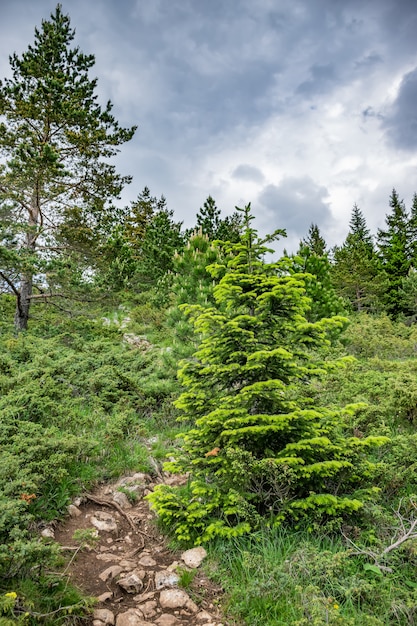 Foto uma trilha sinuosa atravessa a floresta entre as altas montanhas.