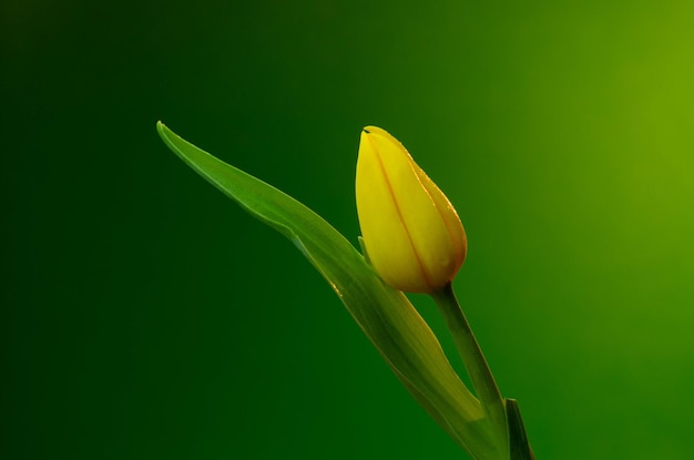 Uma tulipa amarela com um fundo verde