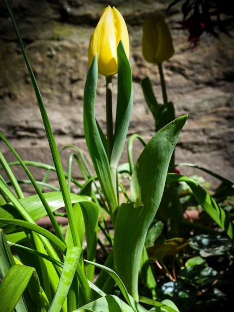 Foto uma tulipa amarela está crescendo em um jardim