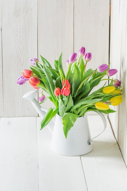 Uma tulipa colorida e jovem no regador