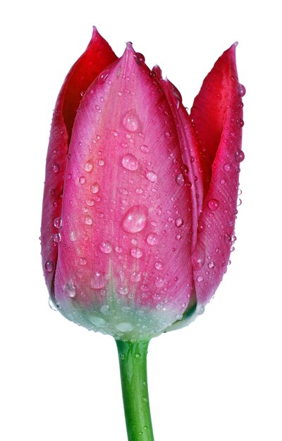 uma tulipa com gotas de água sobre ela