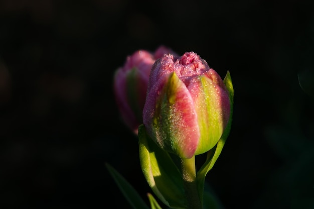 Uma tulipa rosa com o sol brilhando sobre ela.