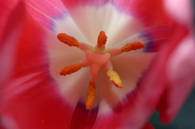 Uma tulipa rosa com um centro roxo e um centro branco.