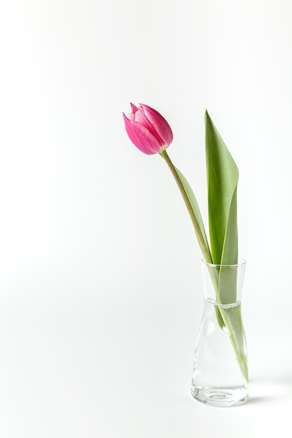 Uma tulipa rosa em um vaso de vidro em um fundo branco minimalismo close-up