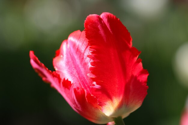 uma tulipa vermelha com foco seletivo na luz contrária em um fundo verde escuro embaçado