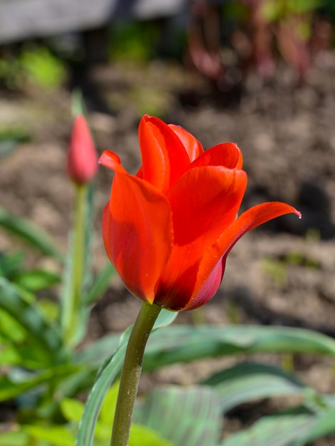 Uma tulipa vermelha crescendo no jardim