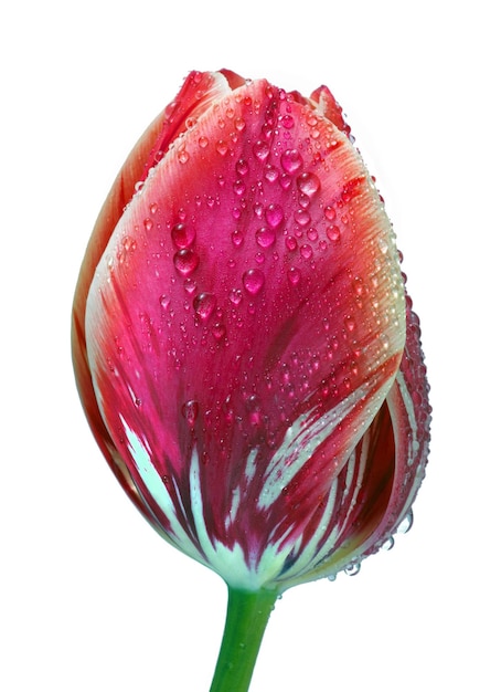 uma tulipa vermelha e verde com água cai sobre ela.