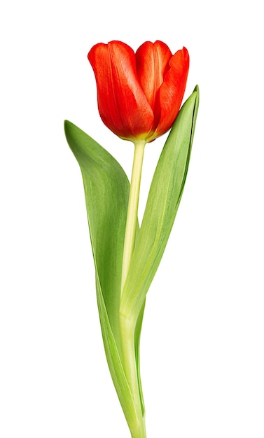 Uma tulipa vermelha em um fundo branco e isolado