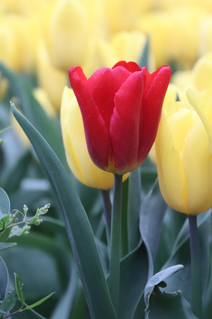 Foto uma tulipa vermelha em uma caixa amarela