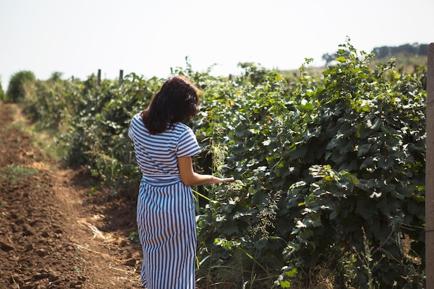 Uma turista caminha em um vinhedo Visita guiada à plantação de uvas