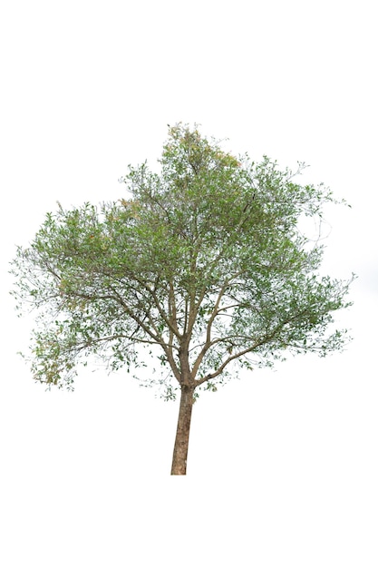 Uma única árvore viva na planta de recorte de fundo branco e conceito de natureza para design