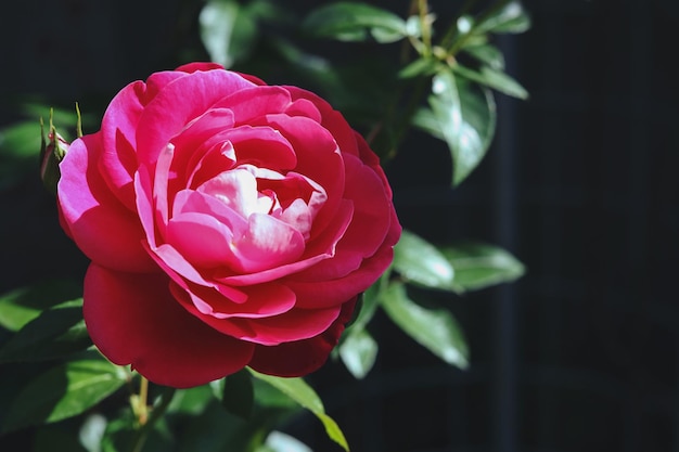 uma única cabeça de rosa brilhante no jardim de verão