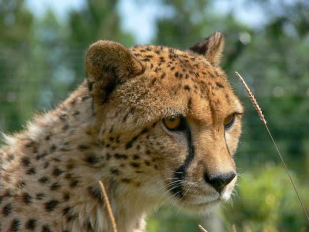 Uma única chita ao ar livre em um ambiente de zoológico