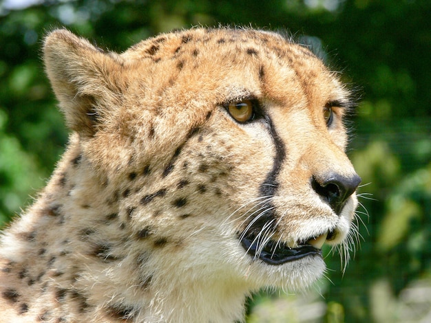 Uma única chita ao ar livre em um ambiente de zoológico