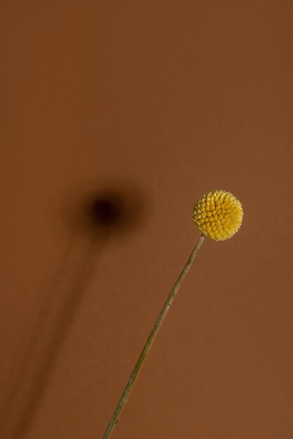 Uma única flor de craspedia amarela com sombra em fundo marrom, a craspedia está na família das margaridas ...
