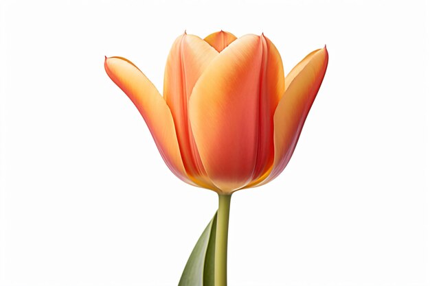 uma única flor de tulipa laranja com haste verde