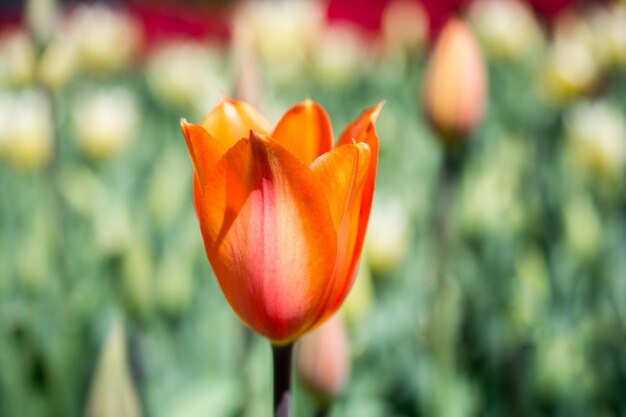 Uma única flor de tulipa na primavera