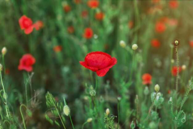 Uma única flor do campo, papoula vermelha em um campo verde. Botão suave e fechado de linda flor de papoula da primavera. Foco suave. Uma flor na zona de nitidez. Lugar para texto. Copyspace