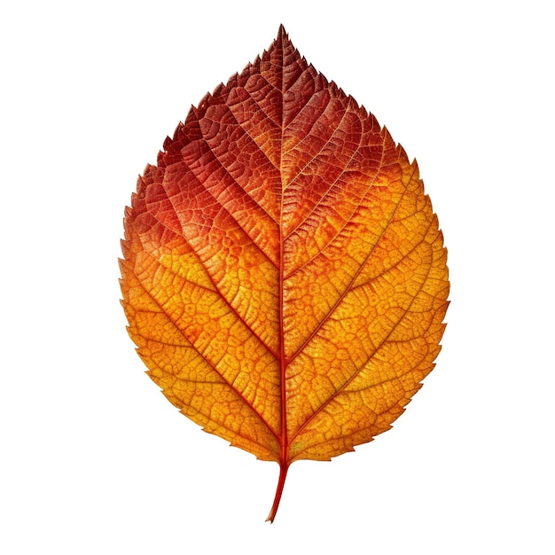 Foto uma única folha de bordo com cores de primavera e outono em fundo branco