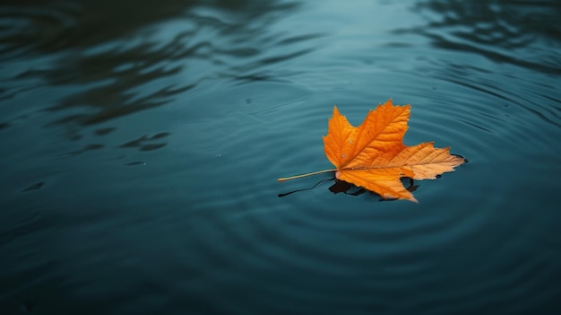 Uma única folha flutuando em um lago calmo capturando a beleza minimalista na solidão