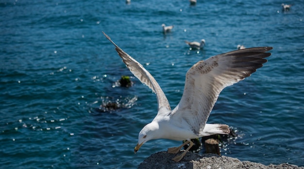 Uma única gaivota é encontrada na costa do mar