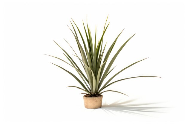 Uma única planta de yucca isolada em fundo branco