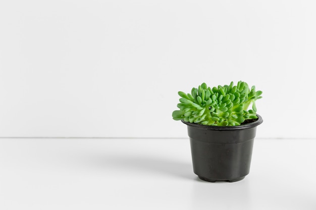 Uma única planta suculenta em vaso