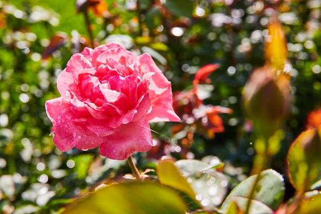 Foto uma única rosa a florescer com esperança de novos começos num belo jardim ensolarado de perto
