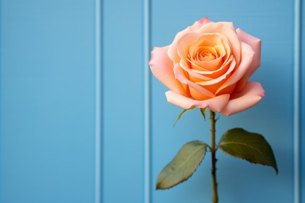 Foto uma única rosa laranja contra um fundo azul