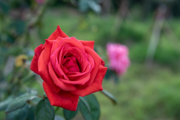 Uma única rosa vermelha aberta em um fundo simples