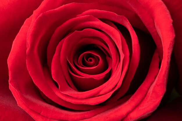 Uma única rosa vermelha fresca fecha o quadro completo como um símbolo
