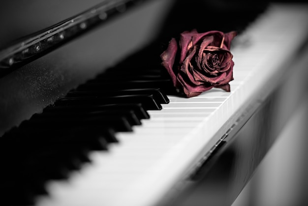 Uma única rosa vermelha morrendo descansando sobre as teclas de um piano de cauda