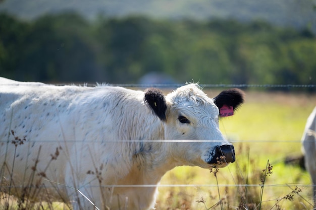 Uma vaca branca com uma etiqueta vermelha na orelha