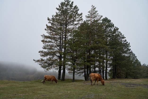 Uma vaca caminha em um gramado de montanha em clima de neblina pesada.