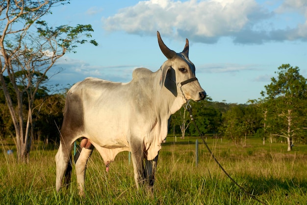 Foto uma vaca com chifres está em um campo.