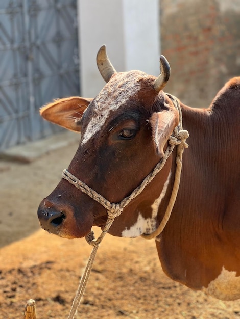 Uma vaca com chifres está parada em um campo de terra.