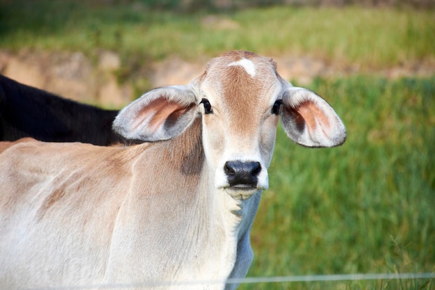 Foto uma vaca com nariz branco e nariz preto está parada em um campo.