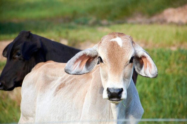 Foto uma vaca com nariz branco e nariz preto está parada em um campo.