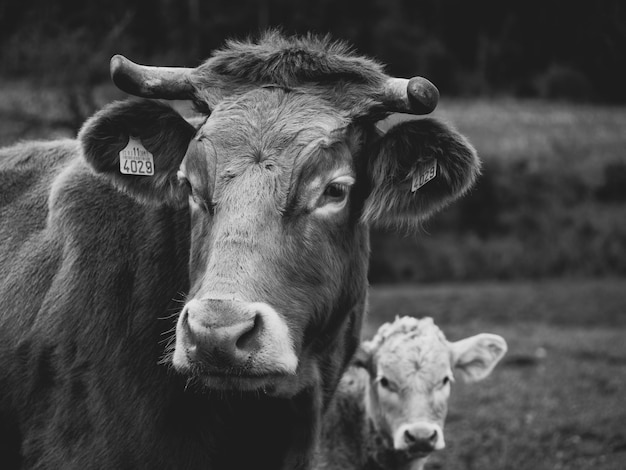 Foto uma vaca com seu filho