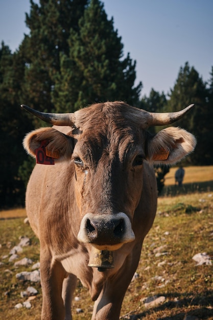 Uma vaca com uma etiqueta na orelha está parada em um campo.