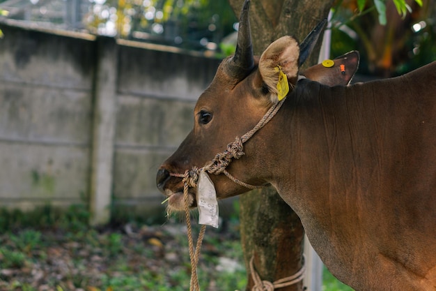 Uma vaca com uma etiqueta na orelha