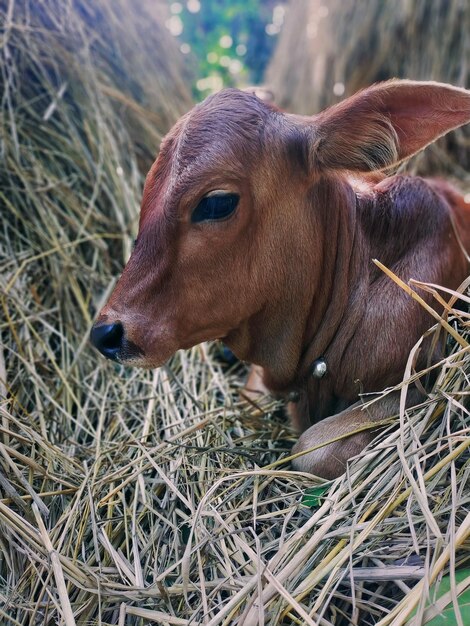 Foto uma vaca deitada no feno com a palavra leite