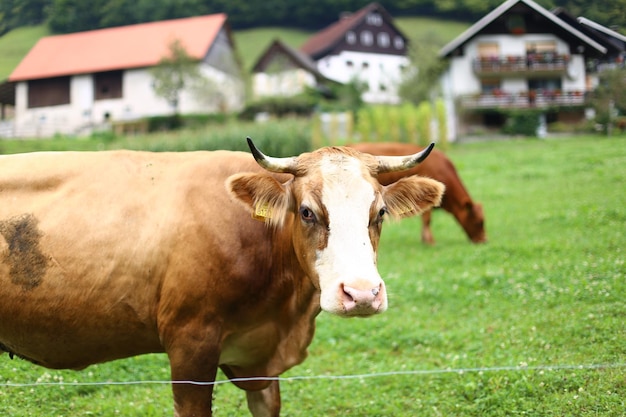 Uma vaca em um campo com uma casa ao fundo